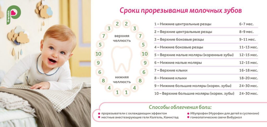 Сроки появления молочных зубов